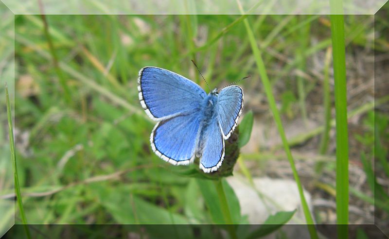 farfalle azzurre (Lycaenidae)